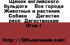 Щенок английского бульдога  - Все города Животные и растения » Собаки   . Дагестан респ.,Дагестанские Огни г.